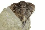 Rare, Encrinurus Trilobite - Malvern, England #196659-2